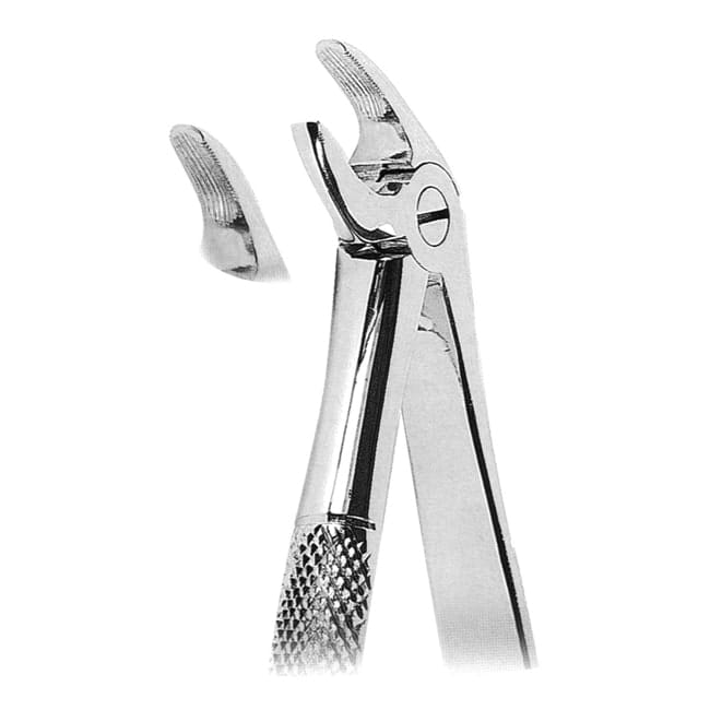 Lower Incisors And Canies Lower Incisors And Canies