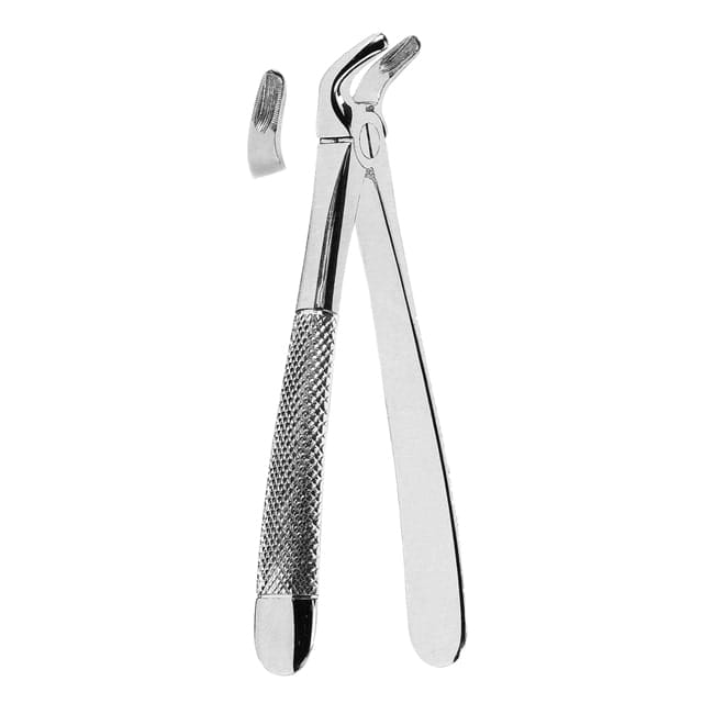 Lower Premolars Lower Premolars
